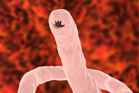 человеческий паразитический червь