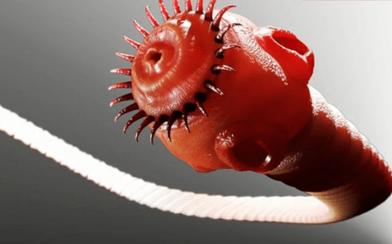 паразитический червь человеческого тела